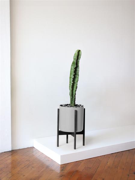Jade Cactus