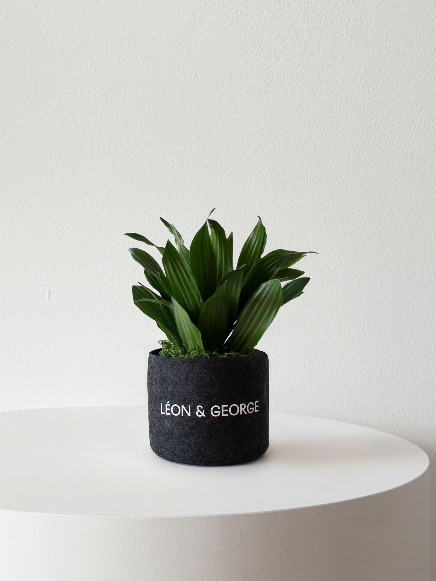 Dracaena Compacta