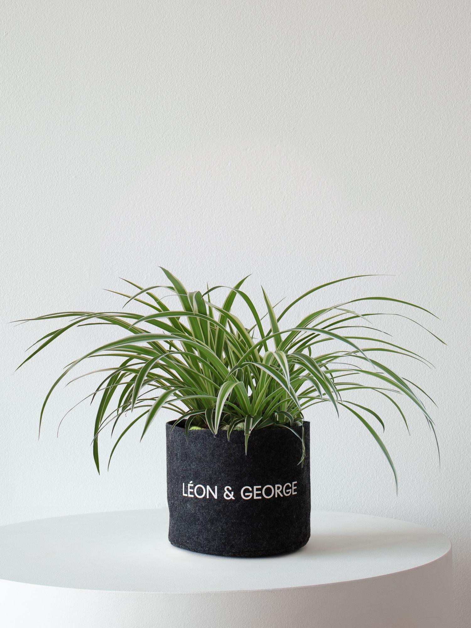 Spider Plant