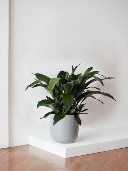 Cast Iron Plant
