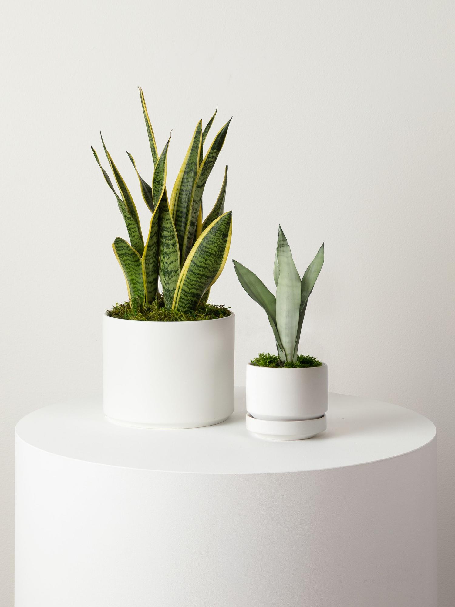 Moonshine Snake Plant