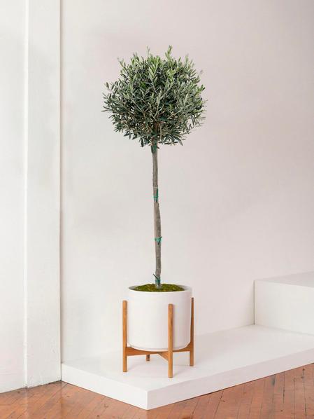 Olive Tree