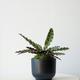 Calathea Rattlesnake