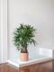 Lady Palm