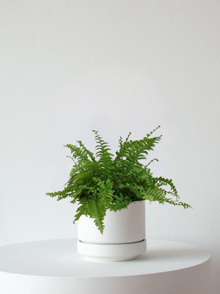 Boston Fern