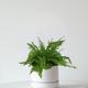 Boston Fern