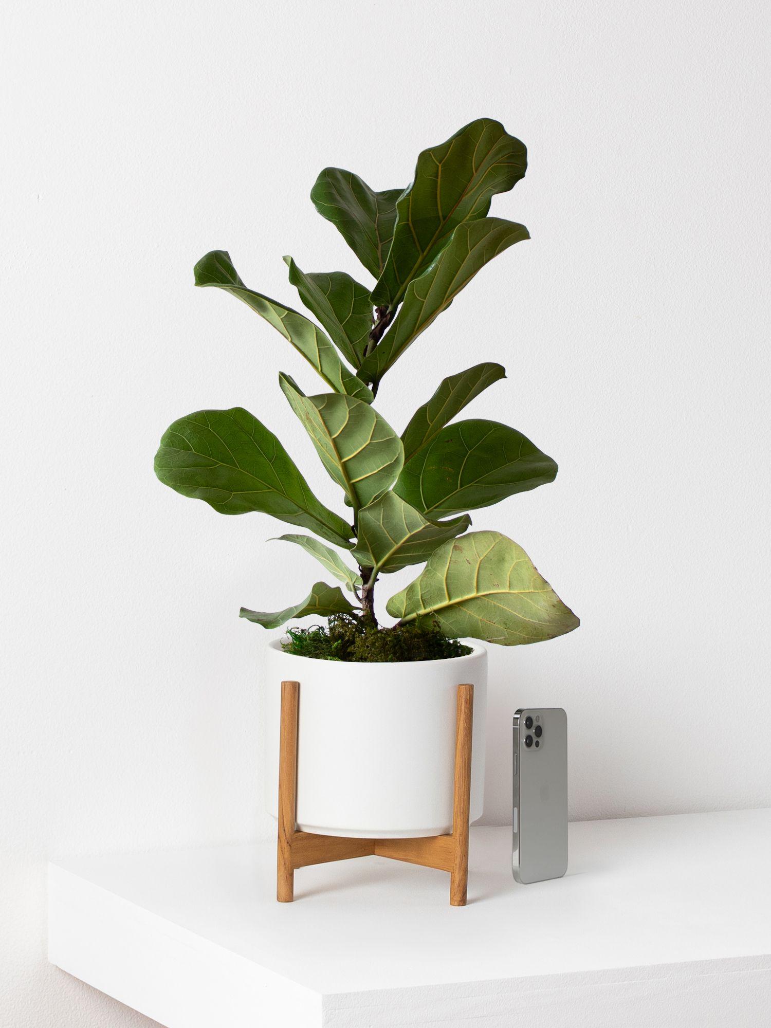Fiddle Leaf Fig Plant