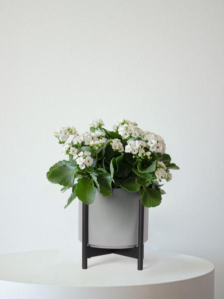 Snowdrop Calandiva
