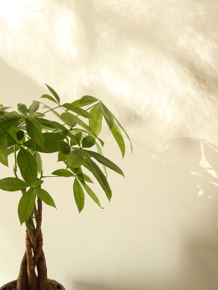 Money Tree and Zanzibar Gem Duo