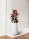Ruby Rubber Tree