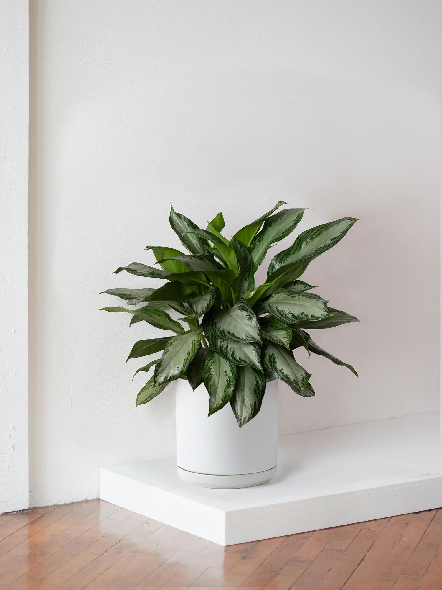 Silver Evergreen Large (2½-3 ft tall) – White Foundation Ceramic ...