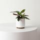Calathea Rattlesnake
