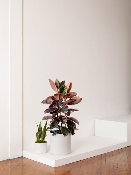 Pink Rubber Tree