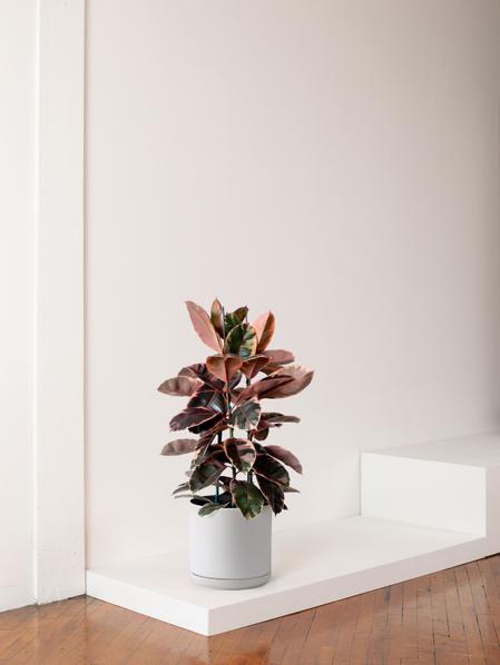 Ruby Rubber Tree