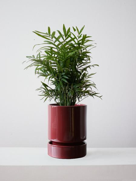 Parlor Palm