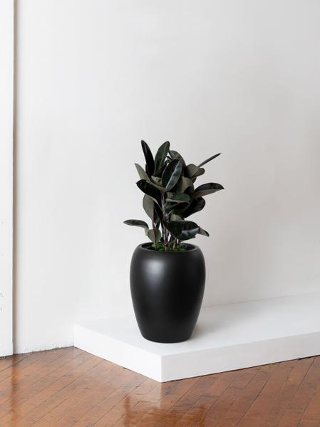 Rubber Tree