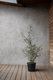 Olive Bush