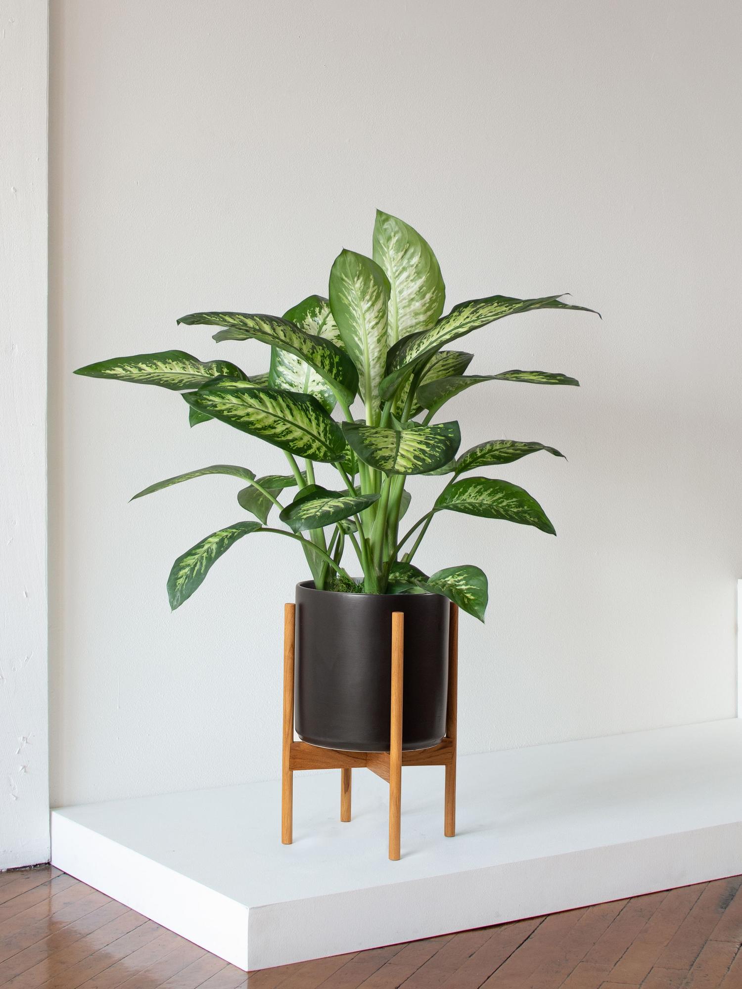 Dieffenbachia - Black Mid-Century Ceramic & Light Wood Stand