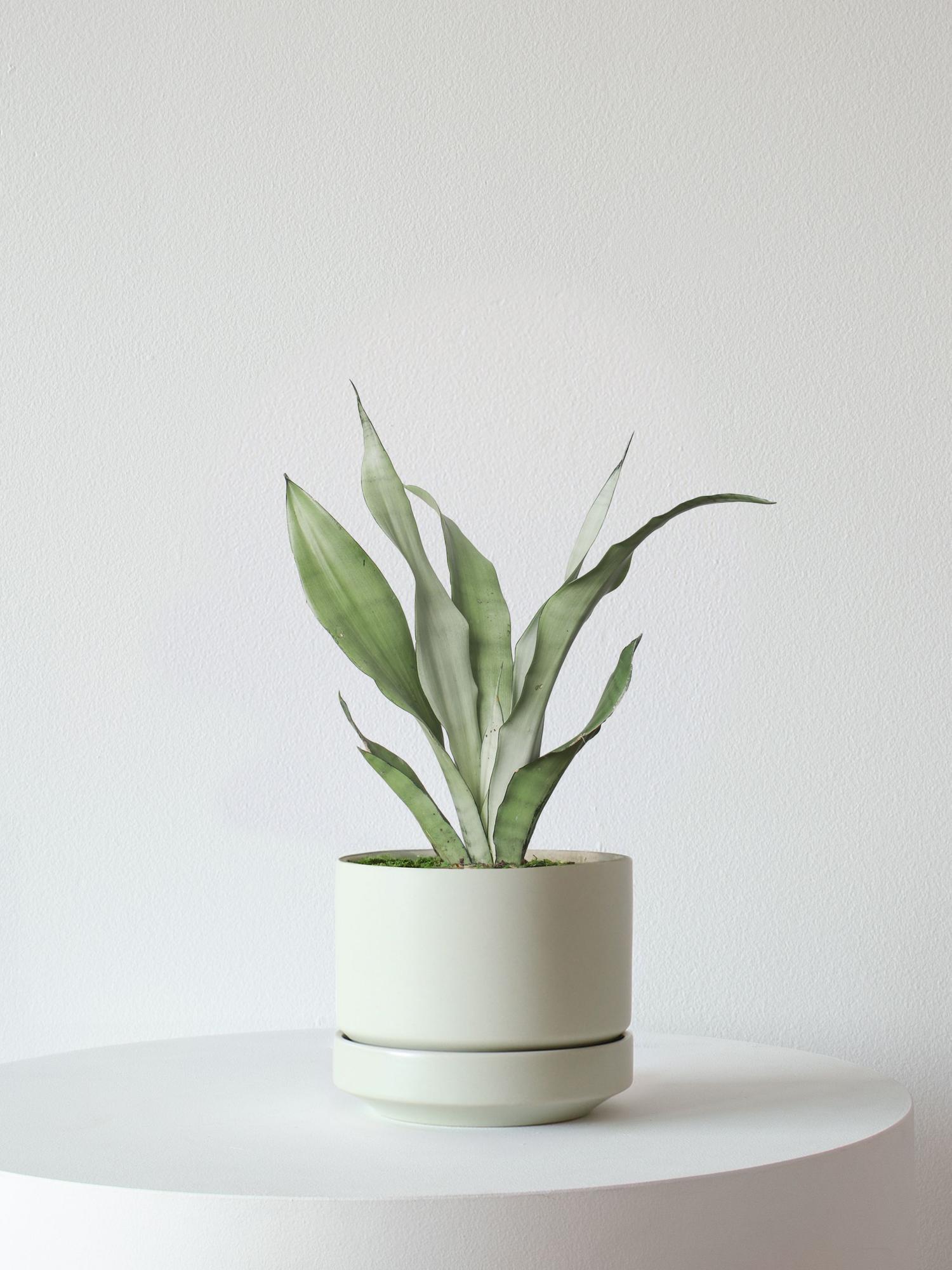 Moonshine Snake Plant - Mint Scandinavian Ceramic 