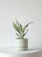 Moonshine Snake Plant
