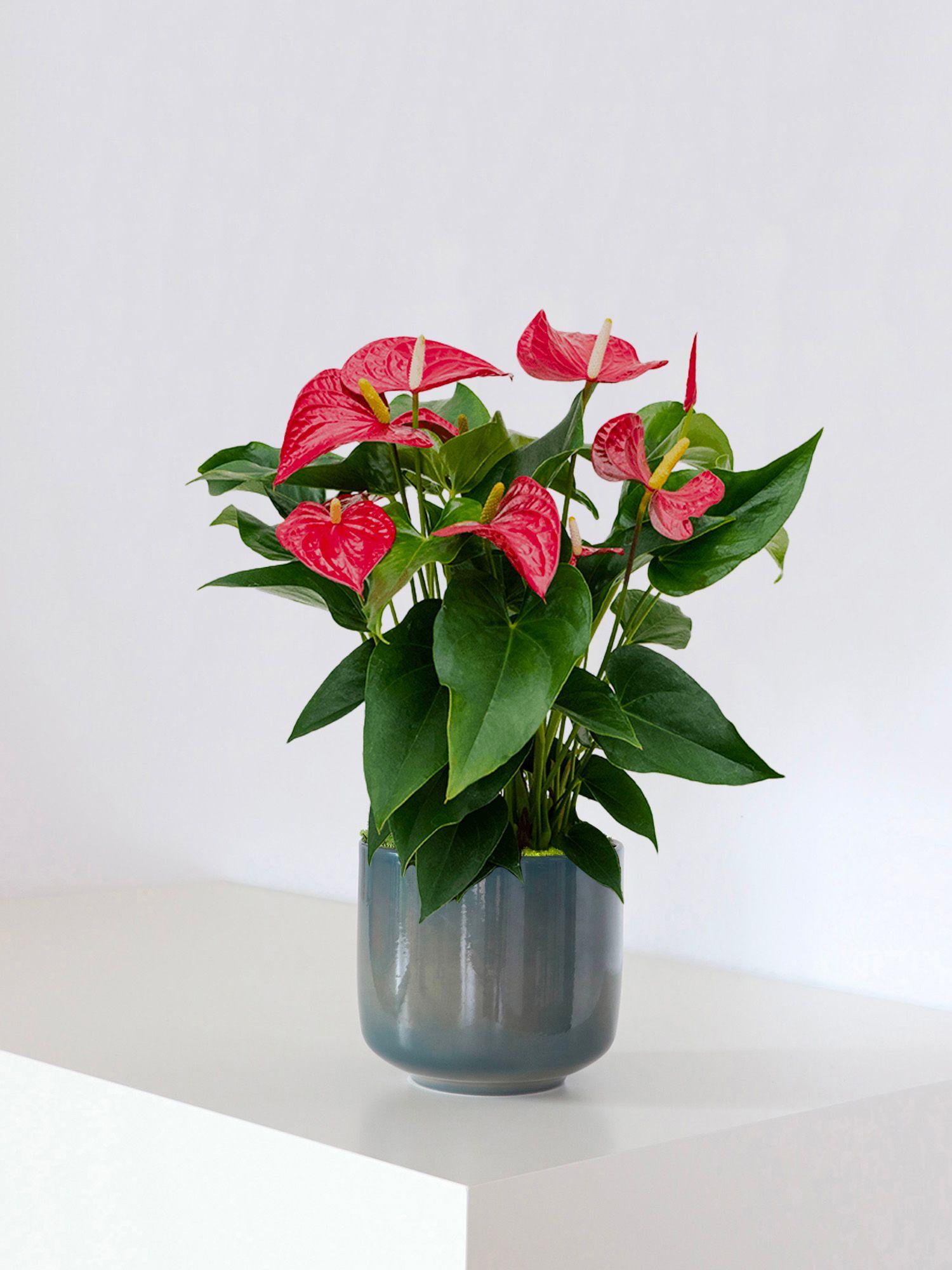 Anthurium - King of Hearts
