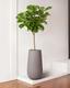 Fiddle Leaf Fig Tree