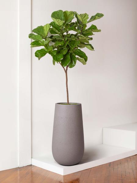 Fiddle Leaf Fig Tree