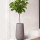 Fiddle Leaf Fig Tree