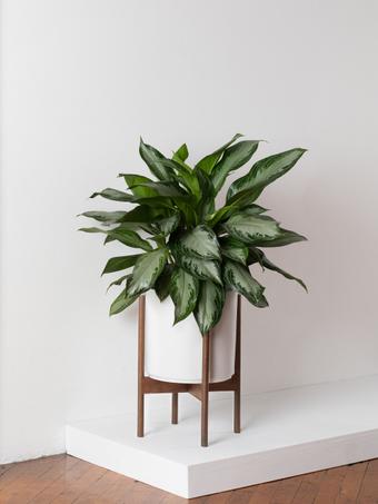 indoor plants picture