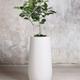 Ficus Audrey Tree
