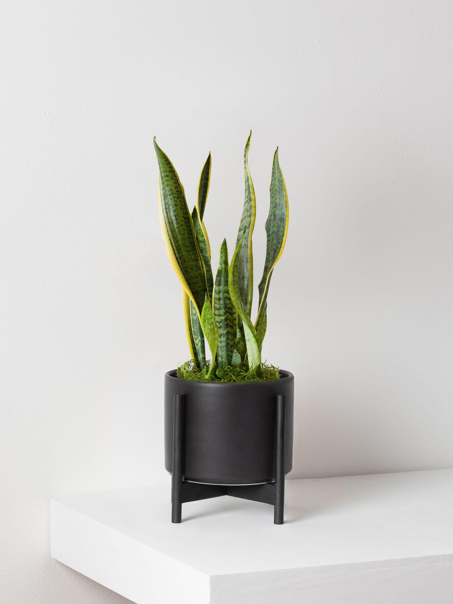 Snake Plant Laurentii