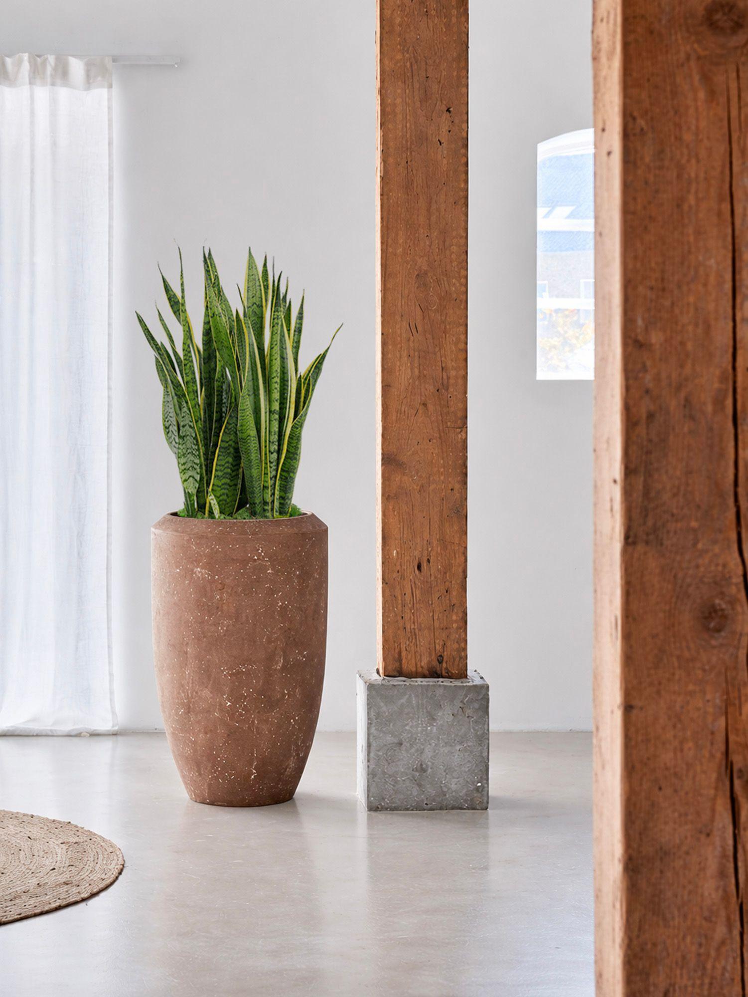 Sansevieria Laurentii