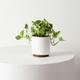 N'joy Pothos