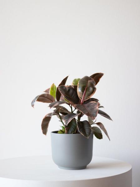 Ruby Ficus