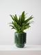 Tiger Evergreen