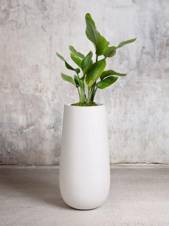 indoor plants picture