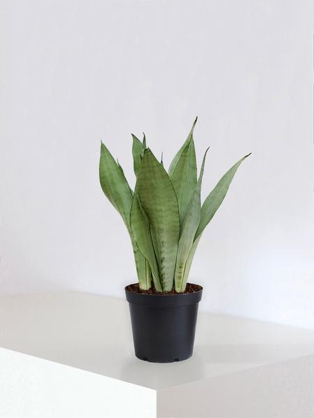 Sansevieria Moonshine