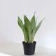 Sansevieria Moonshine