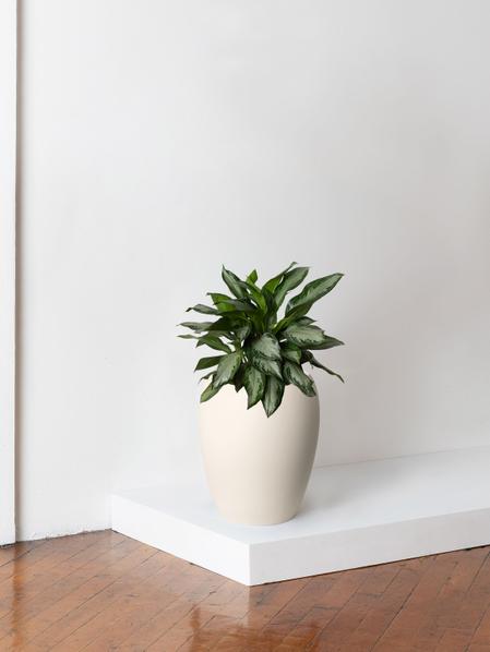 Silver Evergreen