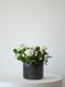 Snowdrop Calandiva