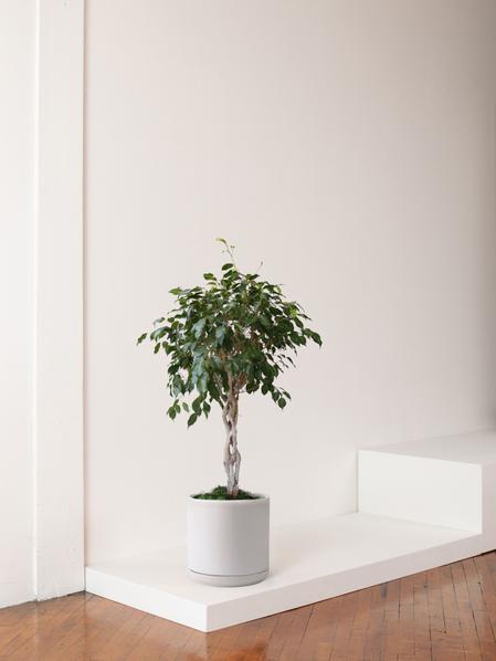 Ficus Benjamina