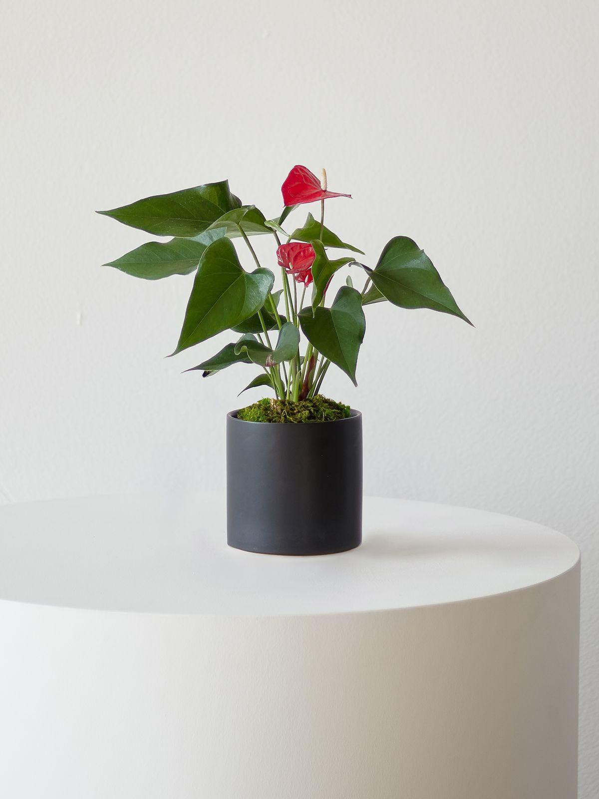 Anthurium - King of Hearts