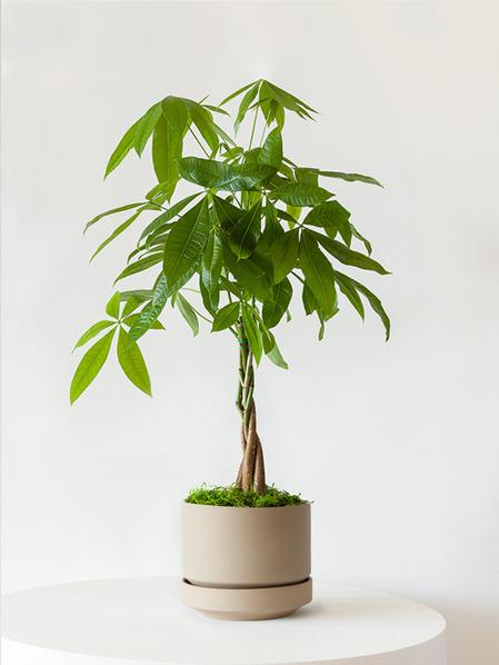 Braided Money Tree