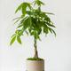 Braided Money Tree