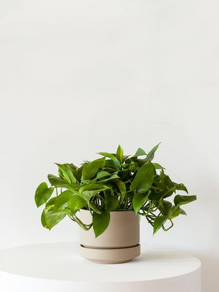 Cascading Pothos