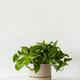 Cascading Pothos