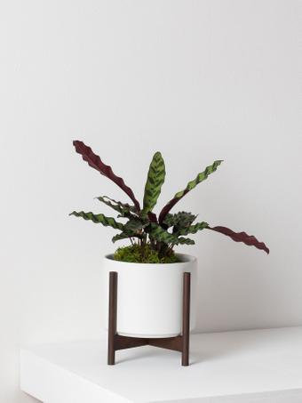 indoor plants picture