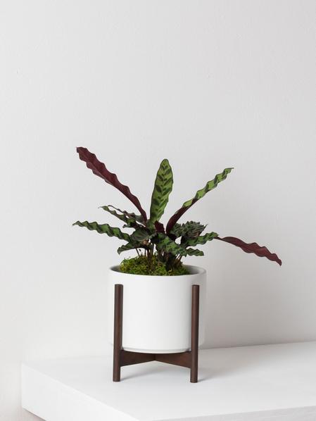 Calathea Rattlesnake