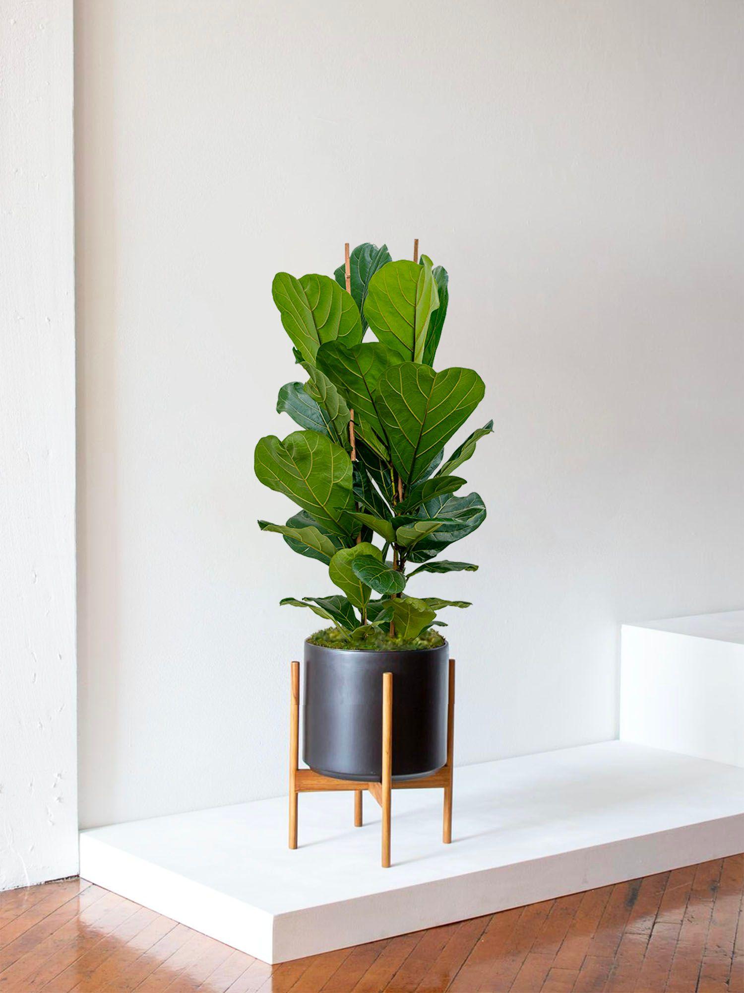 Ficus Lyrata Buisson