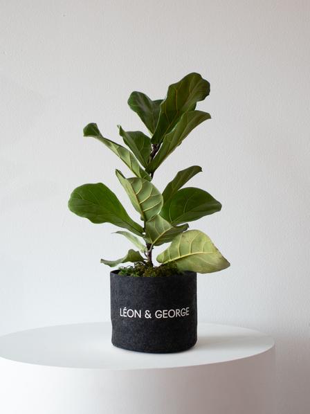 Fiddle Leaf Fig